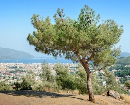 Alone tree on the roadside Stock-Fotos