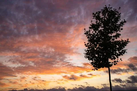 Alone tree silhouette sunset Stock Photos
