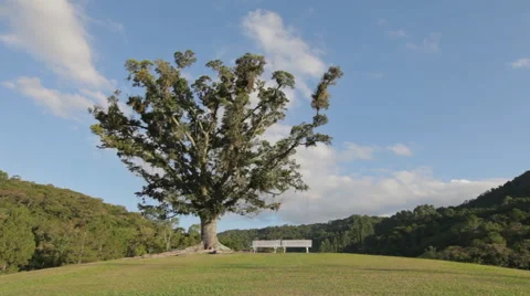 Alone Tree Solitude Vidéo 55643413