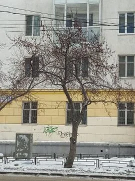Alone tree on the street Stock Photos