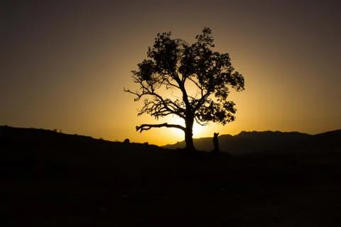 Alone tree with sun and color red orange yellow sky. Stock Photos