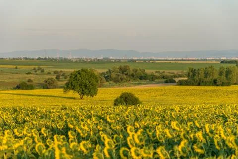 Alone tree in the sunflower field Stock Photos