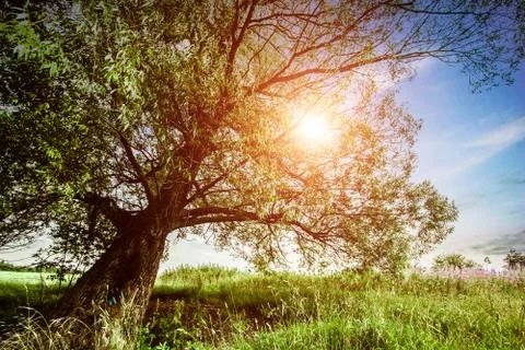 Alone tree sunlight Stock Photos