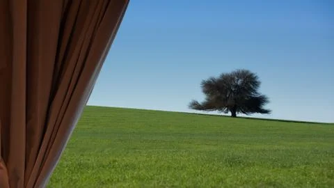 Alone tree through the curtains Stock Photos