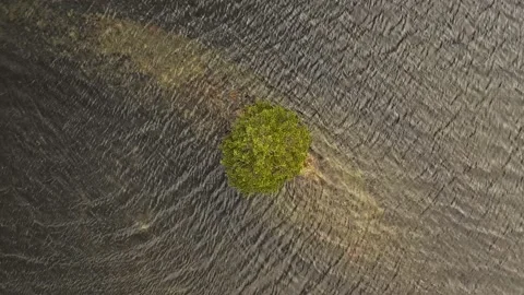 Alone tree in watter top shot minimalism minimal easy free separate Stock Footage 141248882