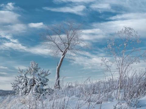 Alone tree at winter Stone Hill park in frosty sunny evening, blue sky as bac Stock Photos