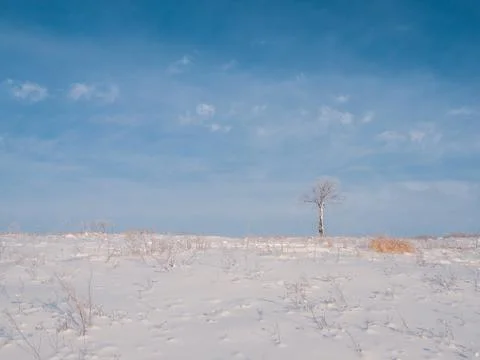 Alone tree at winter Stone Hill park in frosty sunny evening, blue sky as bac Stock Photos