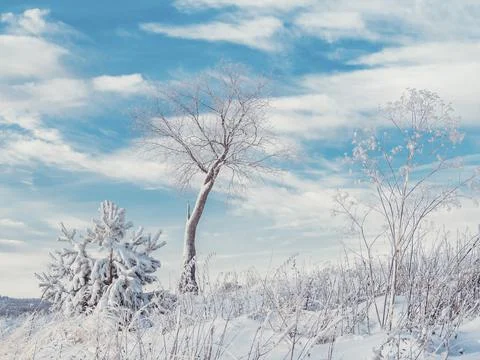 Alone tree at winter Stone Hill park in frosty sunny evening, blue sky as bac Stock Photos