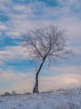 Alone tree at winter Stone Hill park in frosty sunny evening, blue sky as bac Stock Photos