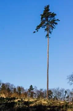 Alone trees on blue sky background in czech Stock Photos