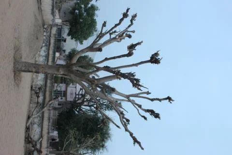 A alone trees next to a tree Stock Photos