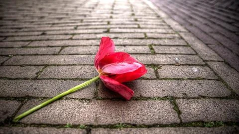 Alone tulip Stock Photos