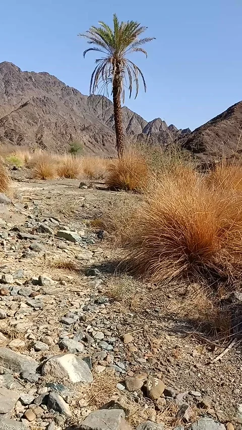 Alone in the valley of desert Stock Footage 161091395