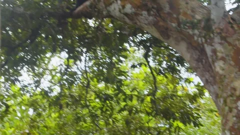 Alone in the vast rainforest, a black spider monkey swings and dances through Stock Footage 308351904