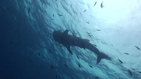 Alone Whale shark on a surface Stock Footage 41053784