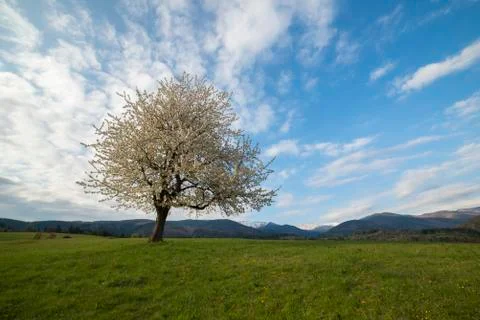 Alone white blooming cherry tree on a spring meadow Stock Photos