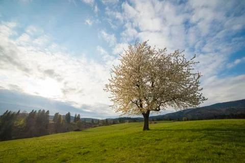 Alone white blooming cherry tree on a spring meadow Stock Photos