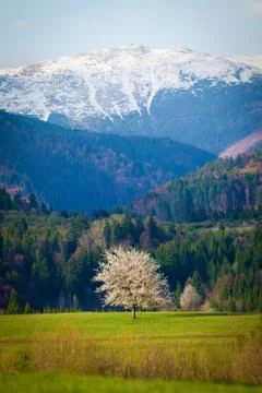 Alone white blooming cherry tree on a spring meadow. Snow covered mountains i Stock Photos