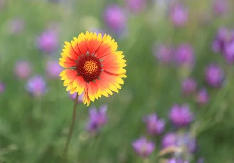 Alone wild flower Stock Photos