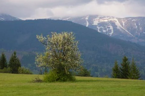 Alone wild pear tree under snow covered mountains Stock Photos