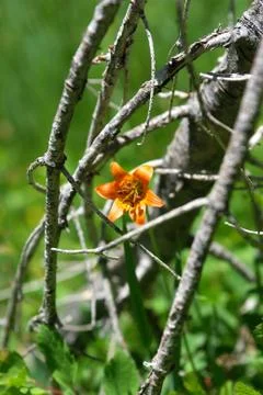 Alone in the wilderness Stock Photos