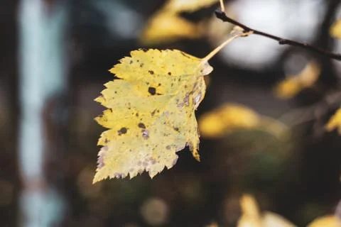 Alone yellow birch leaf on blur forest background Stock Photos