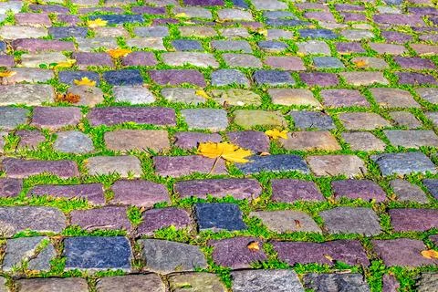 Alone yellow maple leaf rests on weathered paving stone amidst green grass Stockfoto's