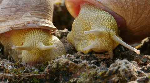 Alonensis snail iberus Stock Footage 35527577