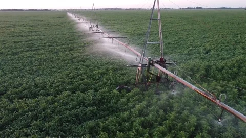 Along the automatic irrigation system, automatic watering of the soybean field Stock Footage 137934077