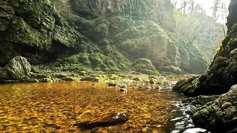 Along the banks of a mountain stream at first light of morning Stock Footage 306189964