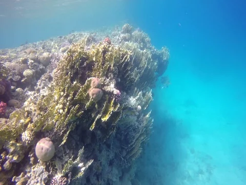 Along the beautiful colored reef Video stock 72775802