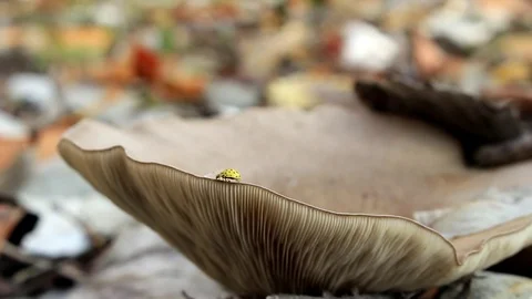 Along the edge of a large mushroom Stock Footage