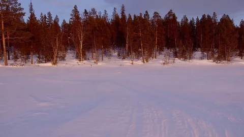 Along the edge of the winter forest Stock Footage 89607712