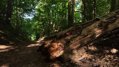 Along a fallen tree trunk in a lush green forest with sunlight Stock Footage 339304044