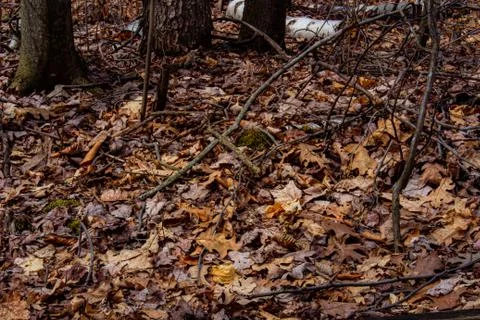 Along the Forest Floor Stock Photos