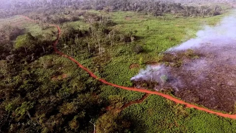 Along a forest road with bush fires Stock Footage 80973892