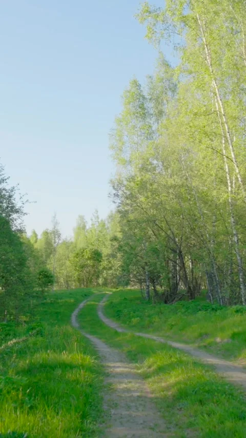 Along a forest road in spring, POV Stock Footage 317321104