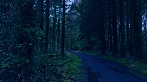 Along a forest trail Stock Footage 230905880