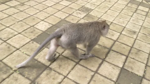 Along monkey walking in the Ubud green forest. Stock Footage 104407761