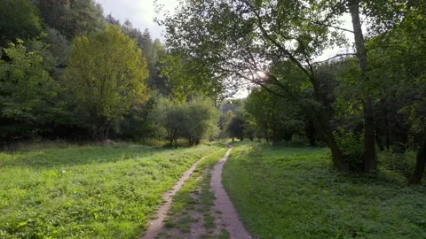 Along the path in the forest Stock Footage 226249923