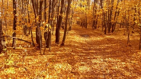 Along the path in the yellow leaves Video stock 118670794