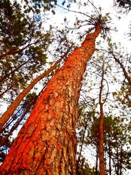 Along pine tree Stock Photos
