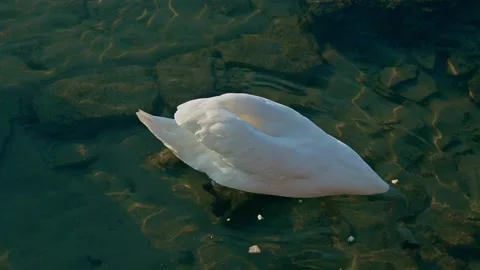 Along the Rhone river, the swans feast on the food left by the people Video stock 153085662