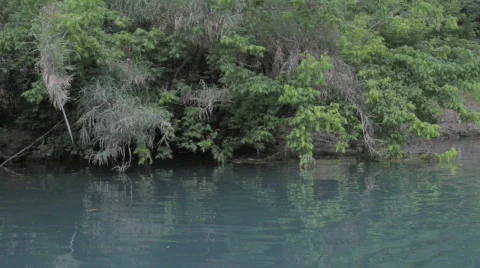 Along the river banks Stock Footage