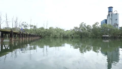 Along the river in the middle of the mangrove forest and over the bridge Stock Footage 255869412