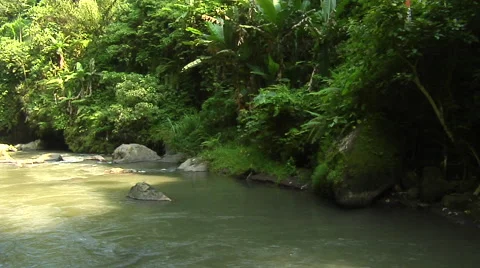 Along the river in the rain forest in Bali Stock Footage 41379654