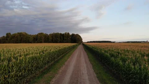 Along a Road in a Cornfield Video stock 141110023