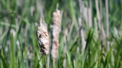Along the Shoreline Stock Footage 196929602