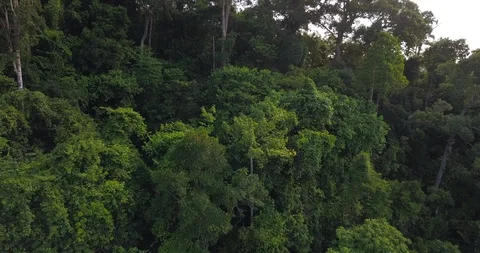 Along tropical rainforest Video stock 89450779