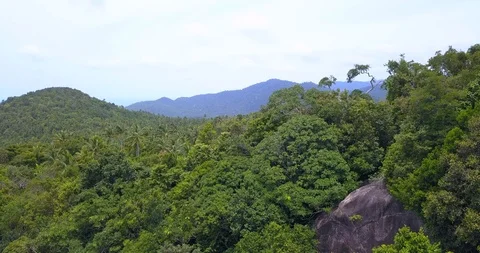 Along tropical rainforest Stock Footage 96070426